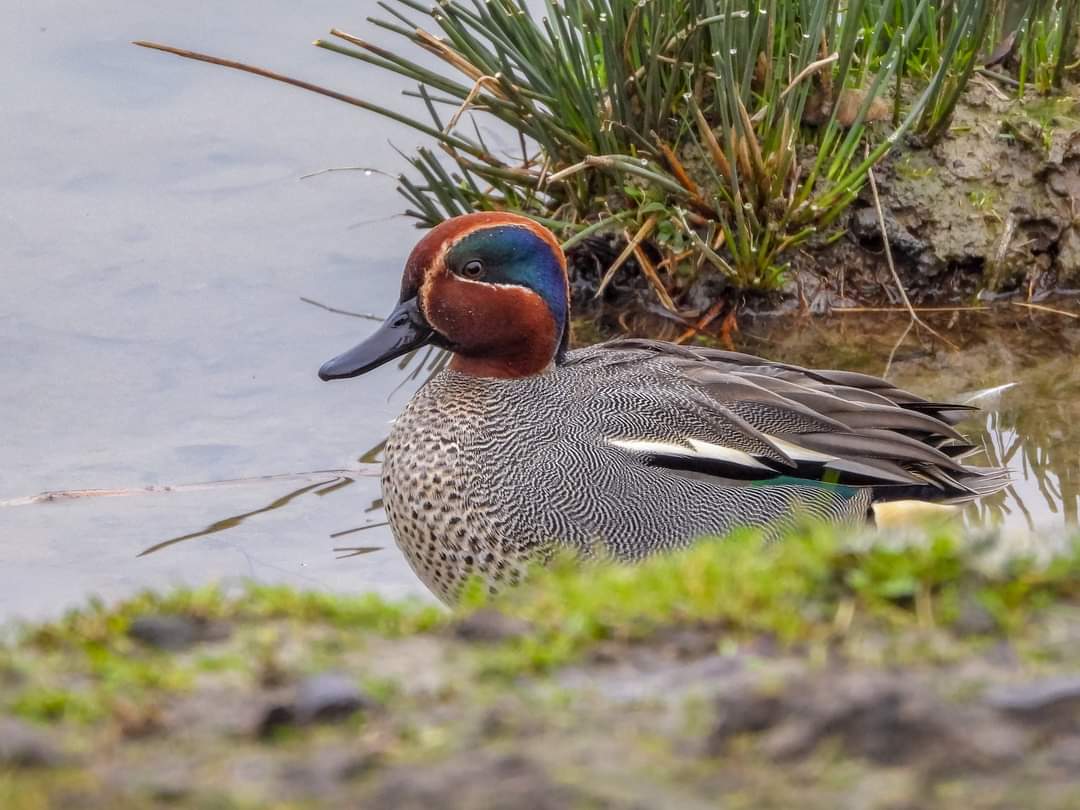 Les oiseaux d'eau, passereaux et rapaces de la réserve naturelle ornithologique du Blankaart (Belgique).